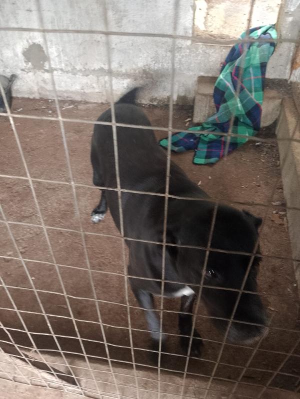 💔 Thor: Un gigante buono in cerca di amore 💔 Foto 5